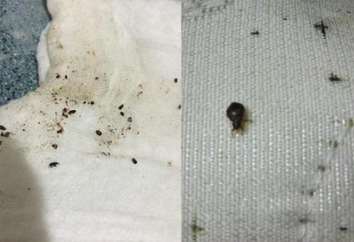 旧弹簧床垫里面的虫子